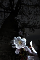 私の桜