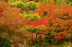 陶芸村日本庭園