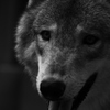 狼　1