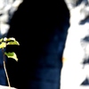 芸術の森