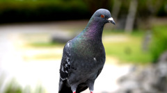 鳩