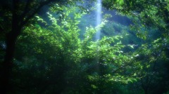木漏れ日