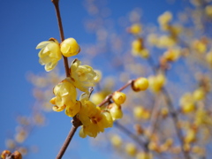 農業園芸センターの蝋梅2026Ⅲ