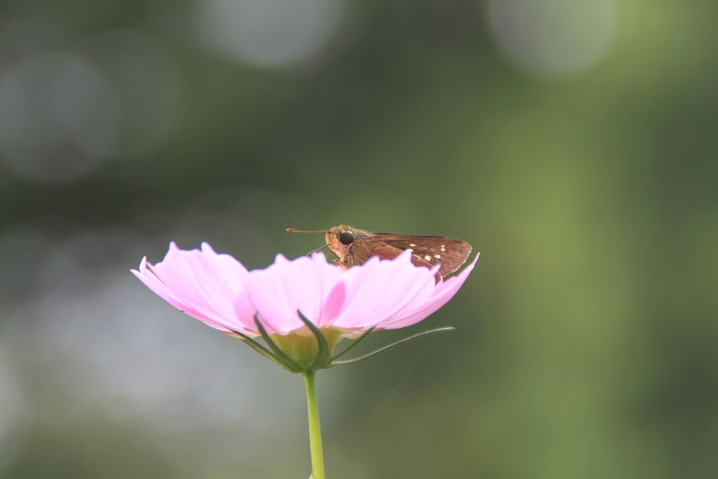 河原のセセリⅥ