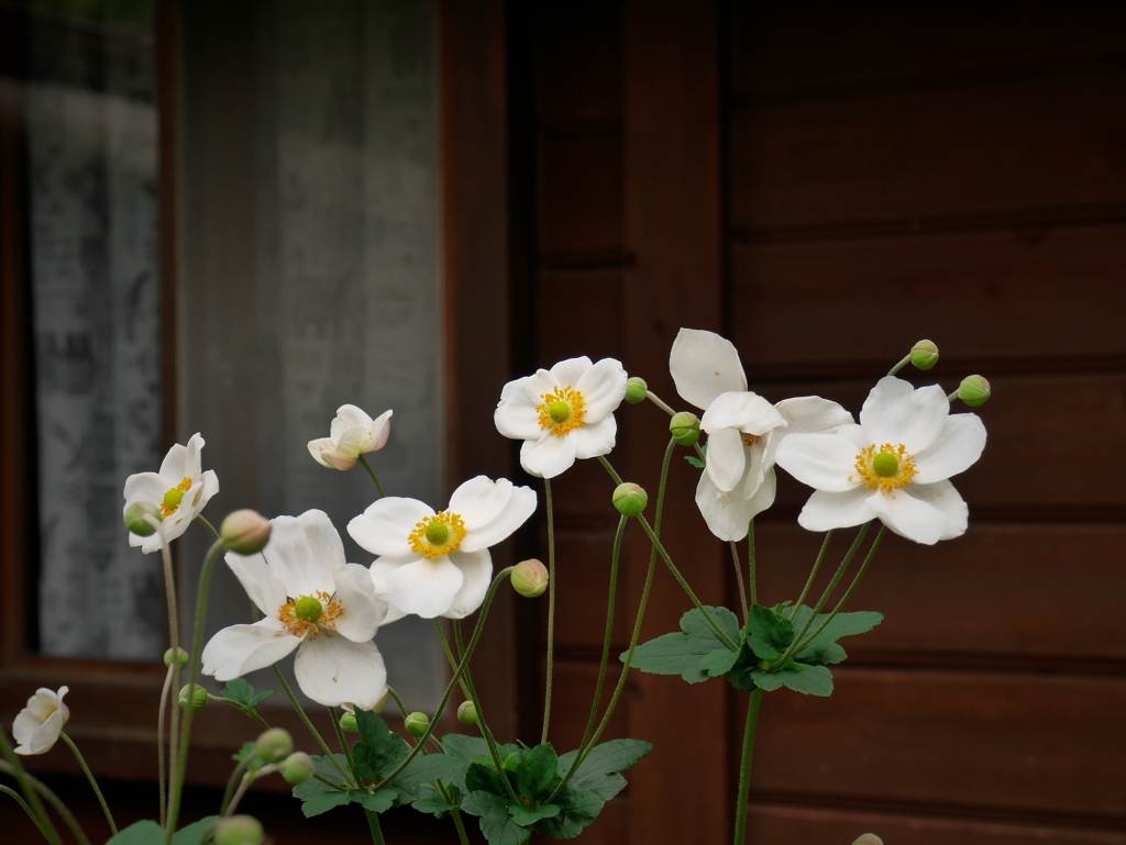 窓辺の花Ⅱ