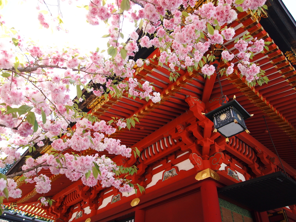 鹽竈神社の鹽竈桜2021Ⅱ