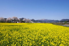 河川敷の菜の花畑2025Ⅱ
