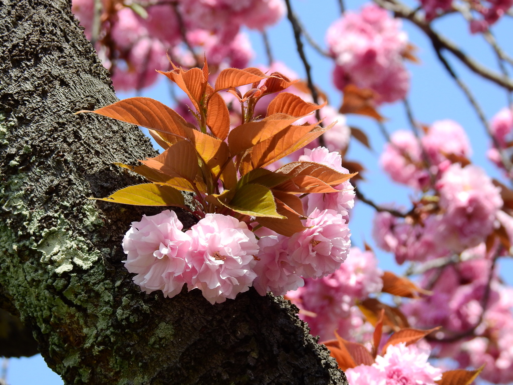 職場の八重桜
