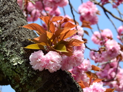 職場の八重桜