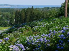赤坂公衆園の紫陽花2024Ⅳ
