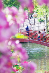 東沢バラ公園のバラⅩ