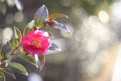 河原の山茶花Ⅵ