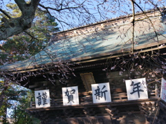 竹駒神社の四季桜2022