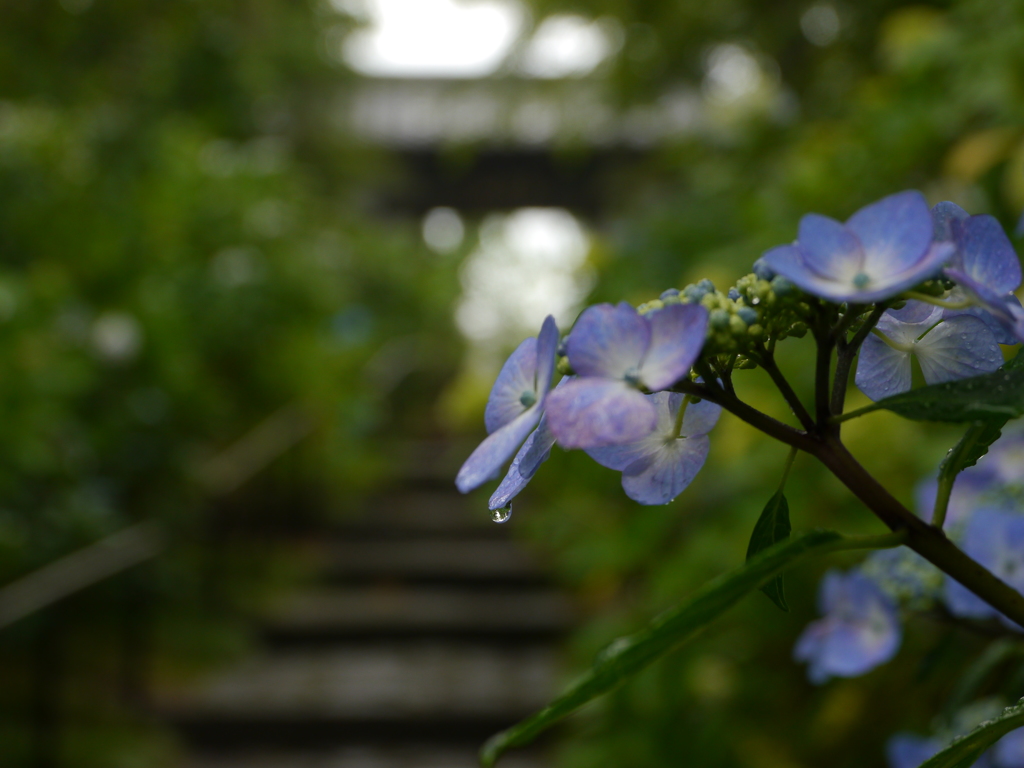 資福寺の紫陽花2017Ⅵ