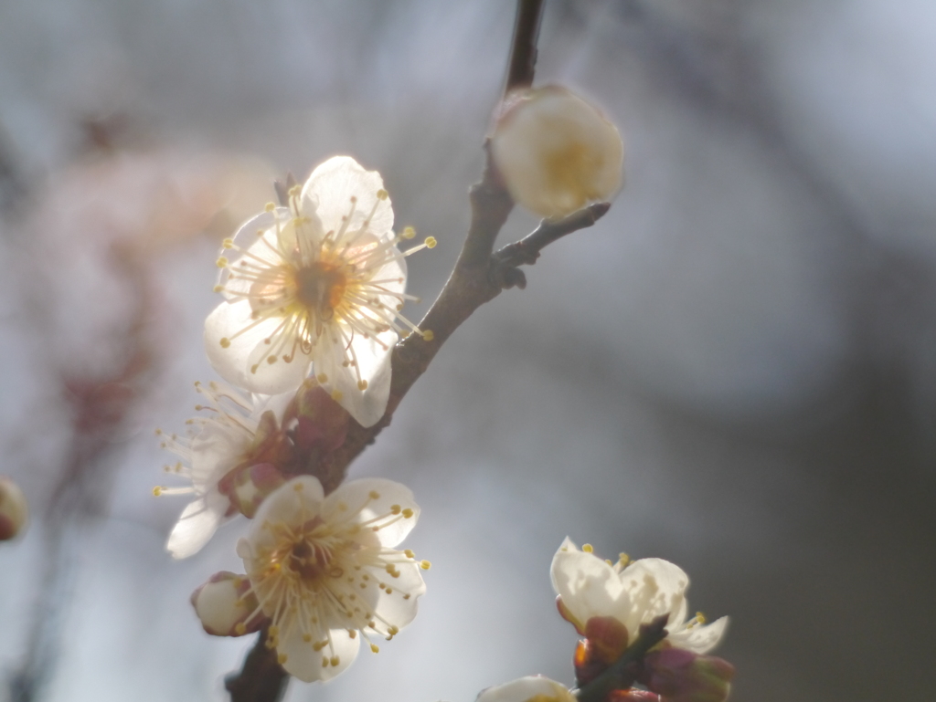 農業園芸センターの梅2026Ⅳ