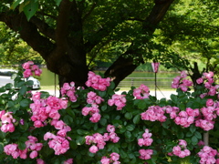 東沢バラ公園のバラ2024Ⅲ