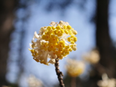 野草園のミツマタ