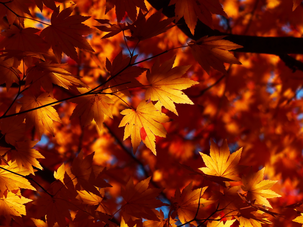 木漏れ日を浴びて