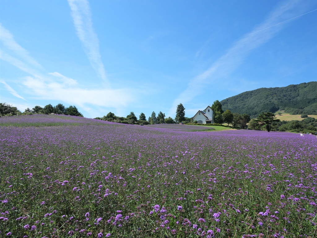 やくらいガーデン2022Ⅵ