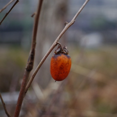 初冬の草花Ⅱ