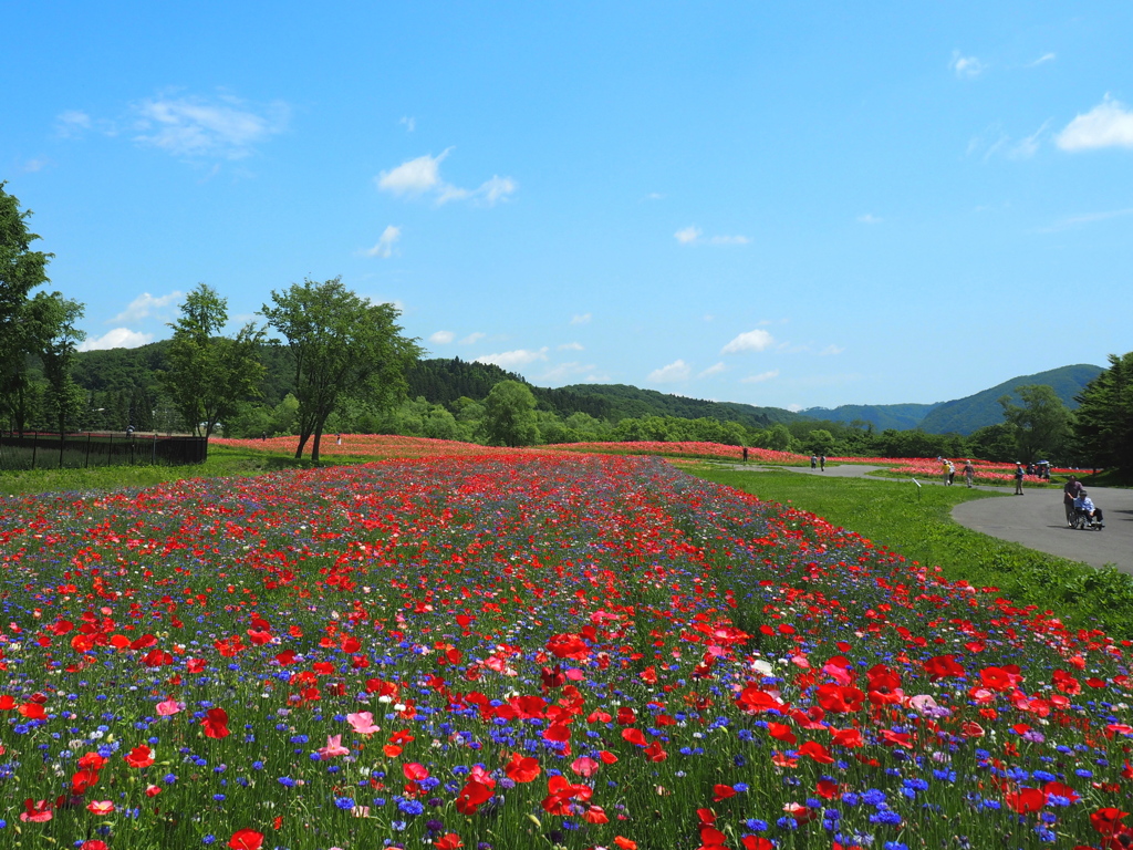 公園のポピー畑2020Ⅴ