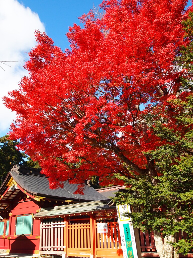 鹽竈神社のモミジ2022