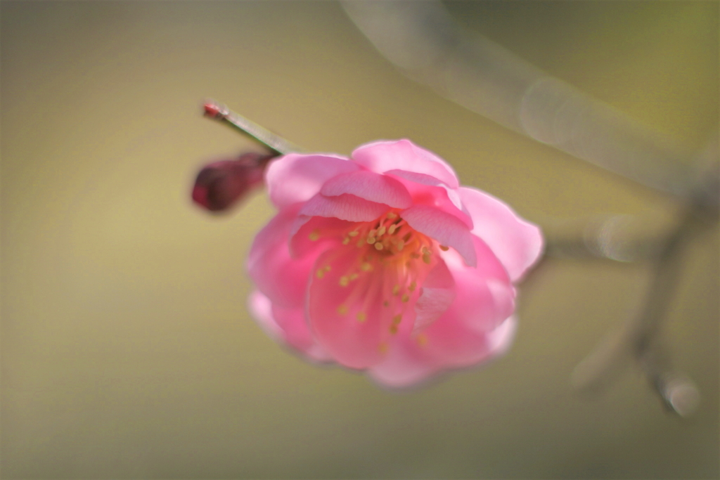 河原の紅梅2020Ⅵ