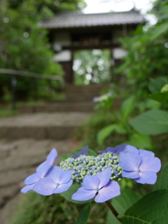 資福寺の紫陽花2025Ⅵ