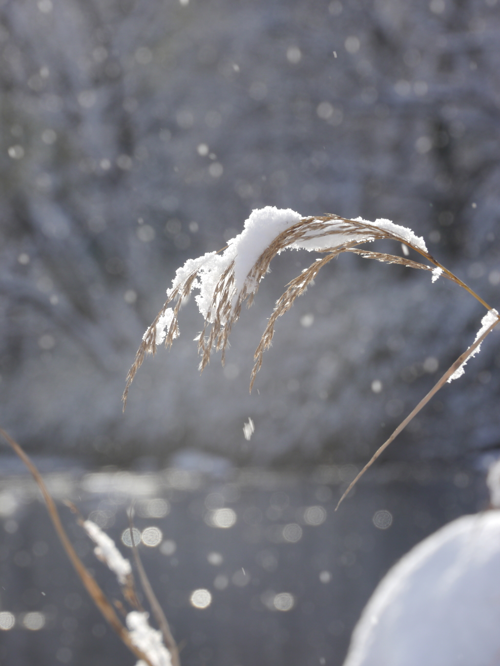 雪薄Ⅱ