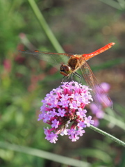やくらいガーデンの赤トンボ