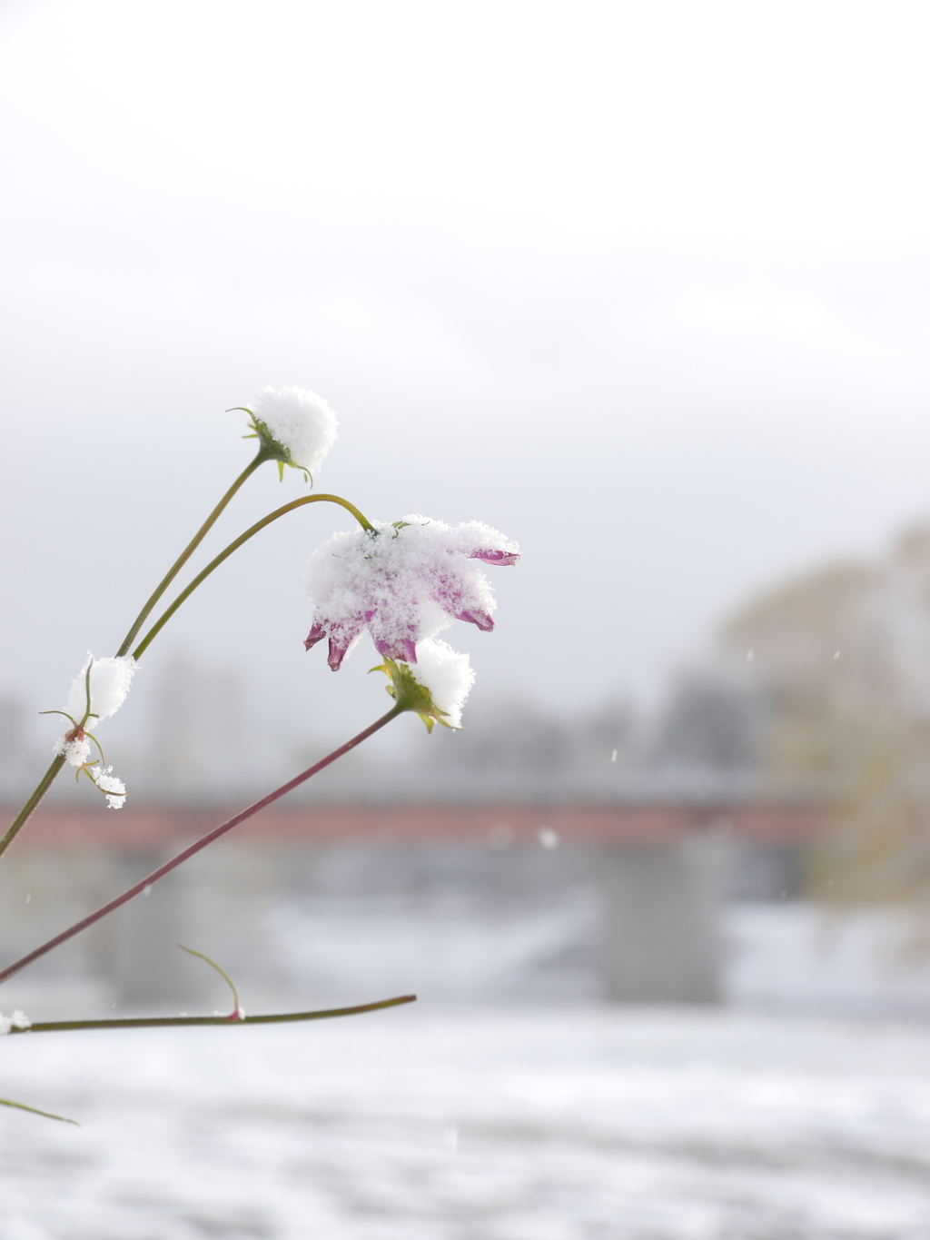 雪秋桜Ⅳ
