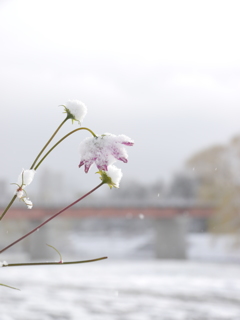 雪秋桜Ⅳ