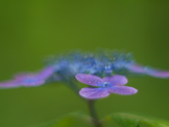 みちのくあじさい園の紫陽花Ⅳ