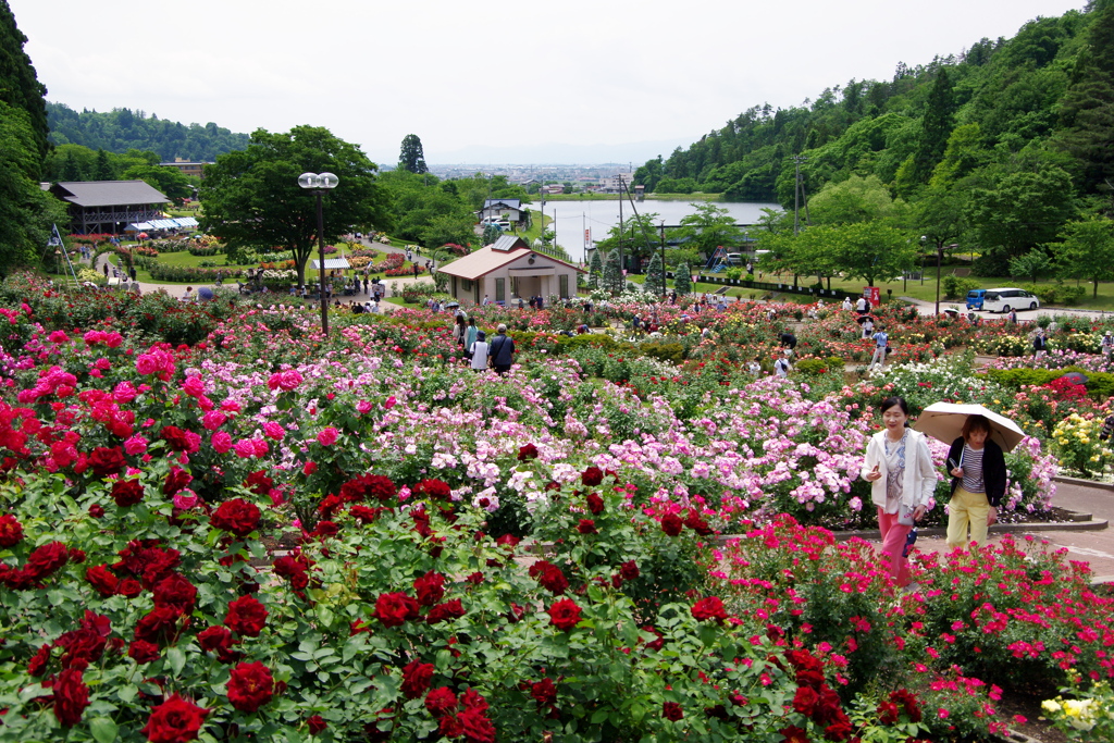 東沢バラ公園のバラ2023Ⅴ