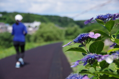 河原のアジサイ