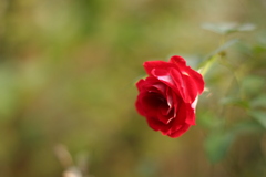 秋の残り花Ⅳ