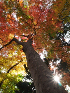 鹽竈神社の秋2015Ⅵ