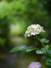 資福寺の紫陽花2023