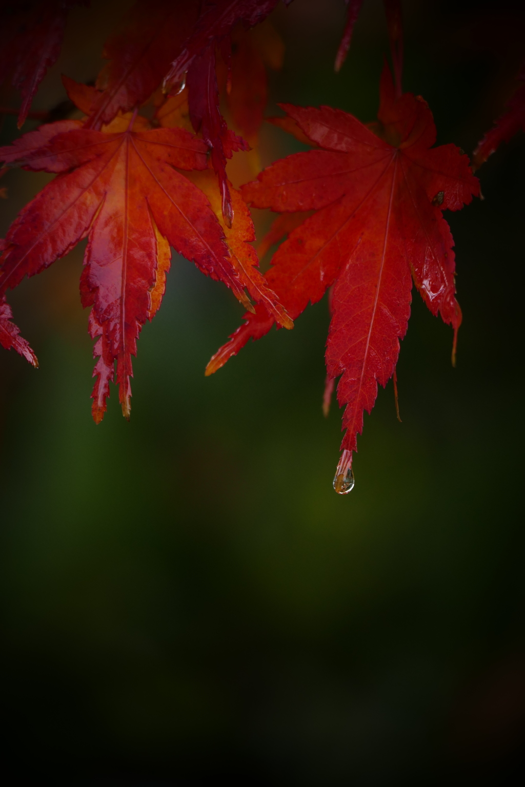 雨の庭先Ⅱ