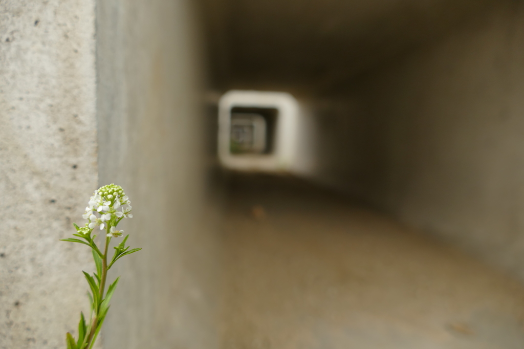 土管の花