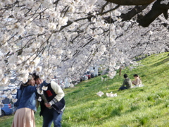 一目千本桜2017Ⅲ