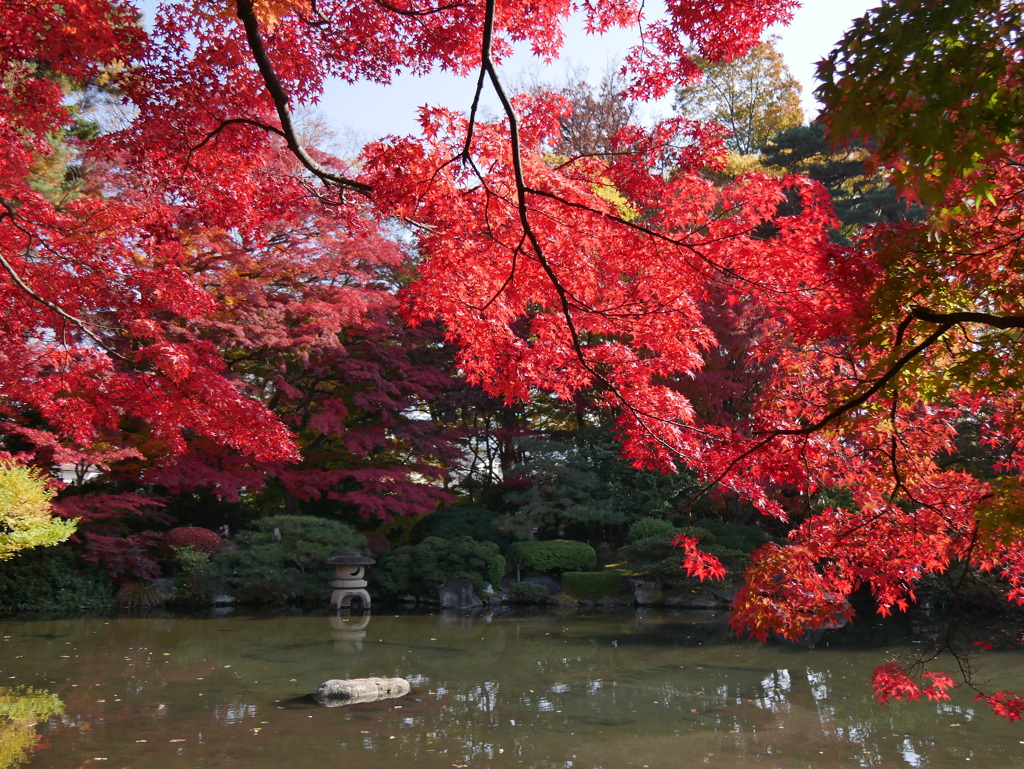 もみじ公園のモミジ2022Ⅲ