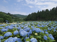 みちのくあじさい園の紫陽花2025Ⅱ