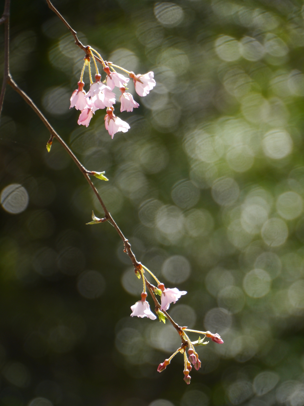 職場の桜Ⅴ