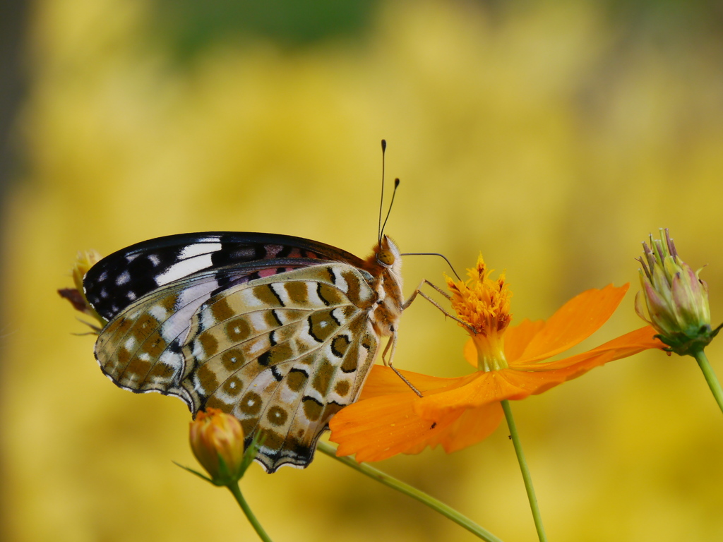 ガーデンのツマグロヒョウモンⅡ