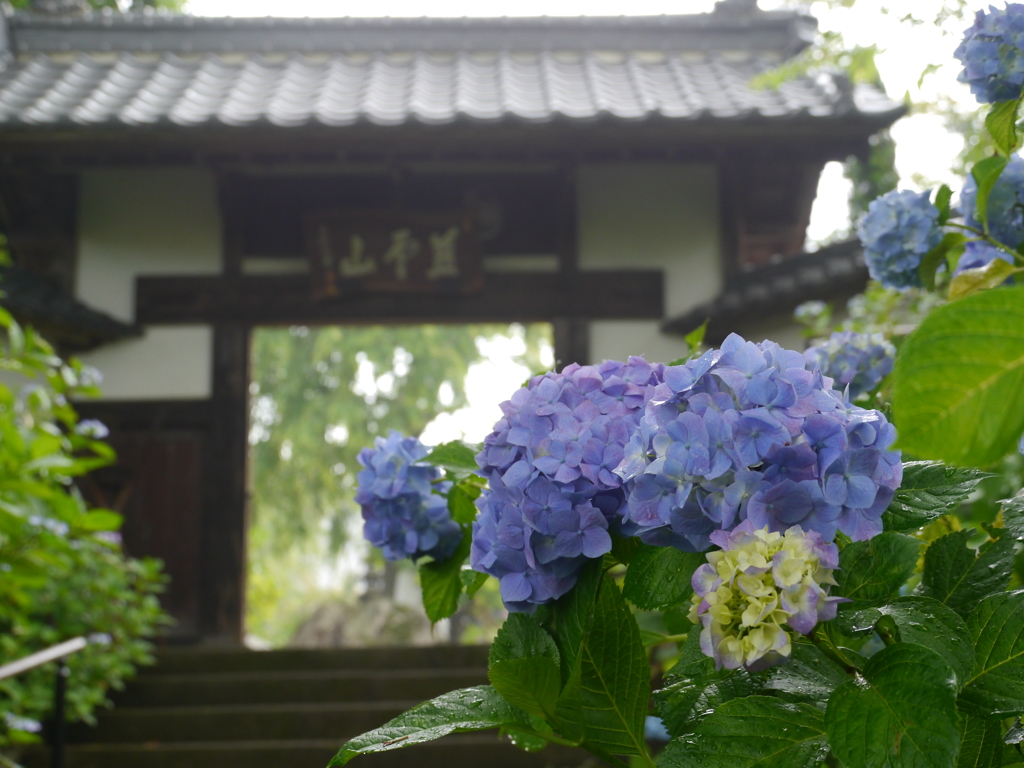 資福寺の紫陽花2017Ⅲ