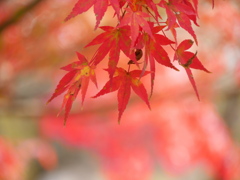 薬師堂のモミジⅧ