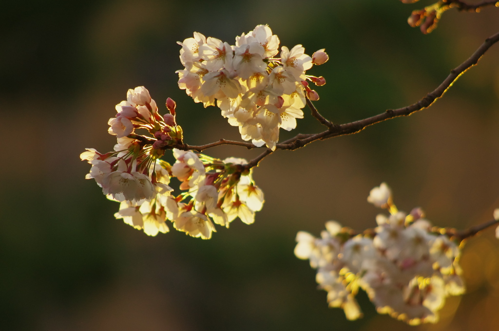 夕照桜Ⅲ