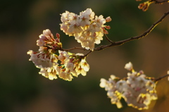 夕照桜Ⅲ
