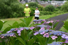 河原の紫陽花